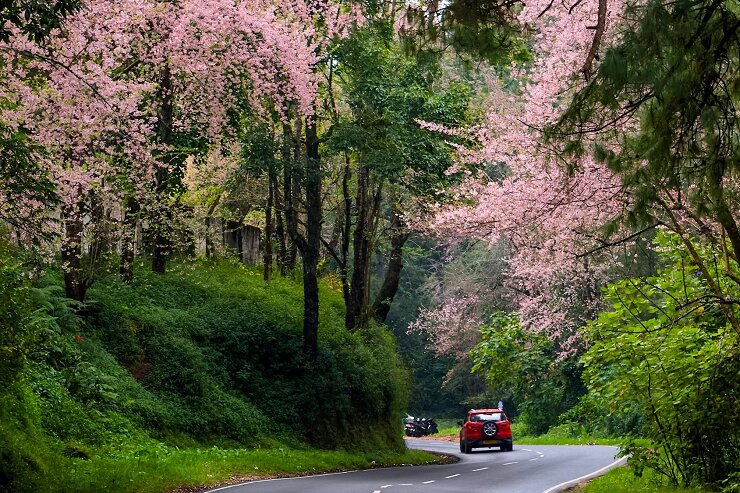 Cherry blossoms of Shillong, India