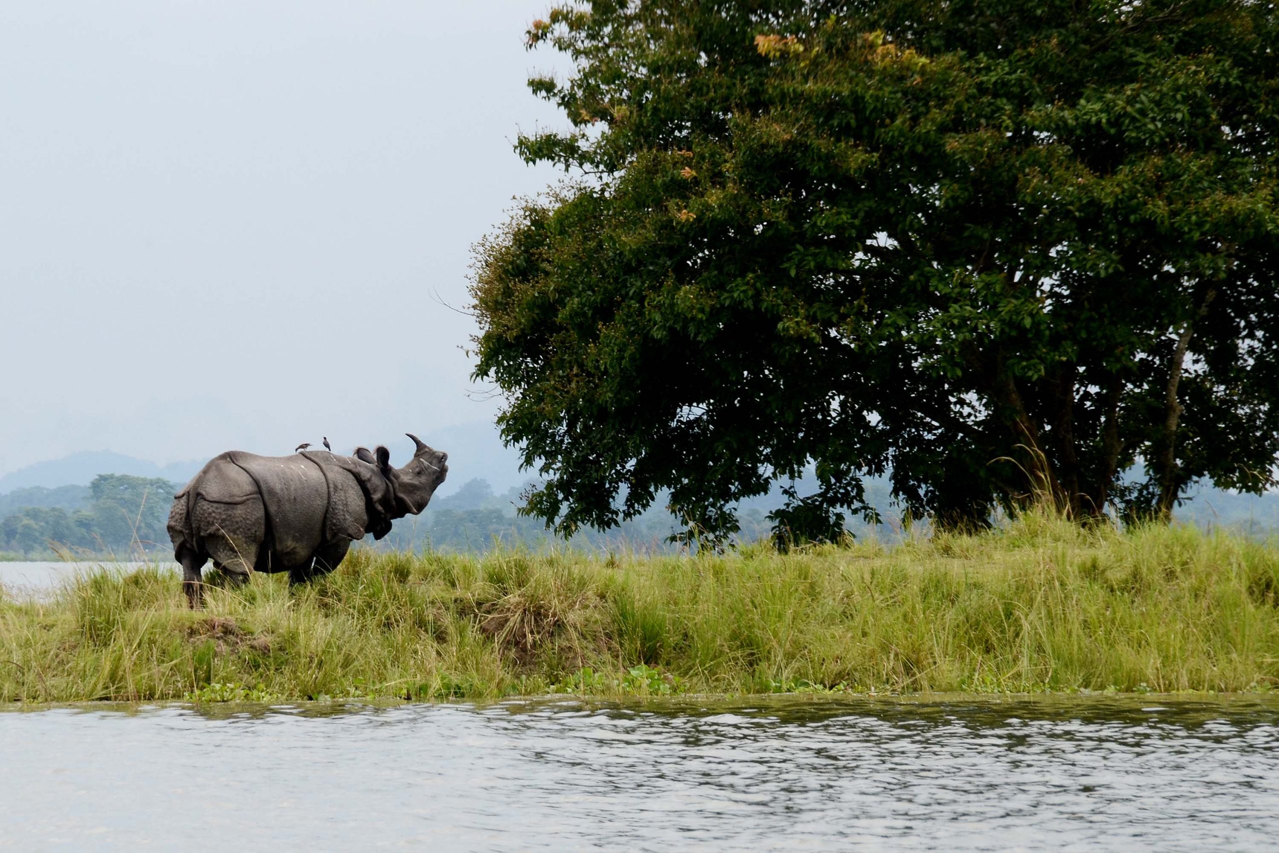 Kaziranga National Park of Assam Sees Surge in Tourist Footfall
